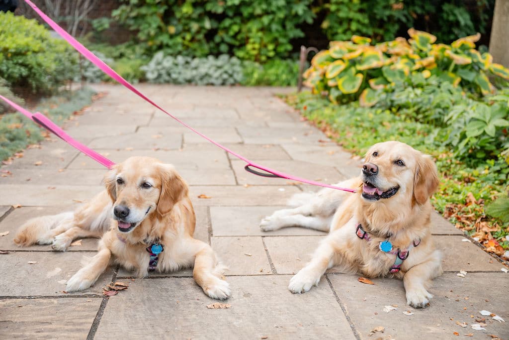 Dog and family in soft golden-hour light during a fall mini photo session in the Pittsburgh area